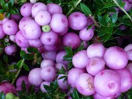 Botanical Names of Fruits | Botanical Name of Fruits in Hindi | फलों के वानस्पतिक नाम