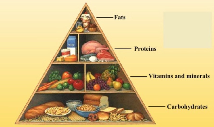Components of Food in Hindi and English | भोजन के अवयव